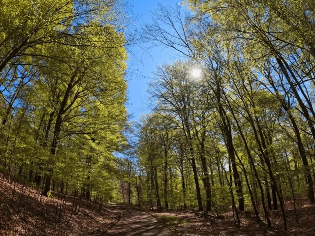 Wanderweg Nationalpark Eifel barrierearm