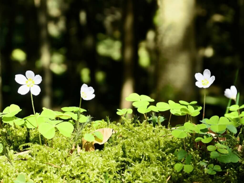 Kleiner Sauerklee am Waldboden im Frühling