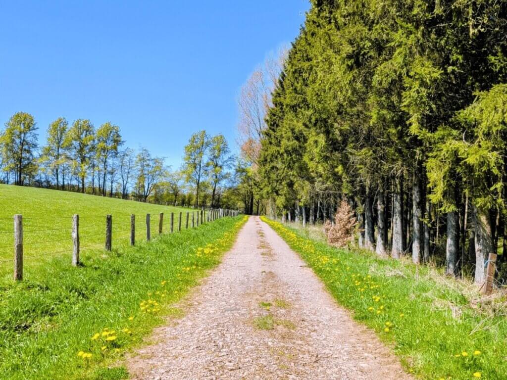 Breiter Waldweg mit Wiesen und Zaun