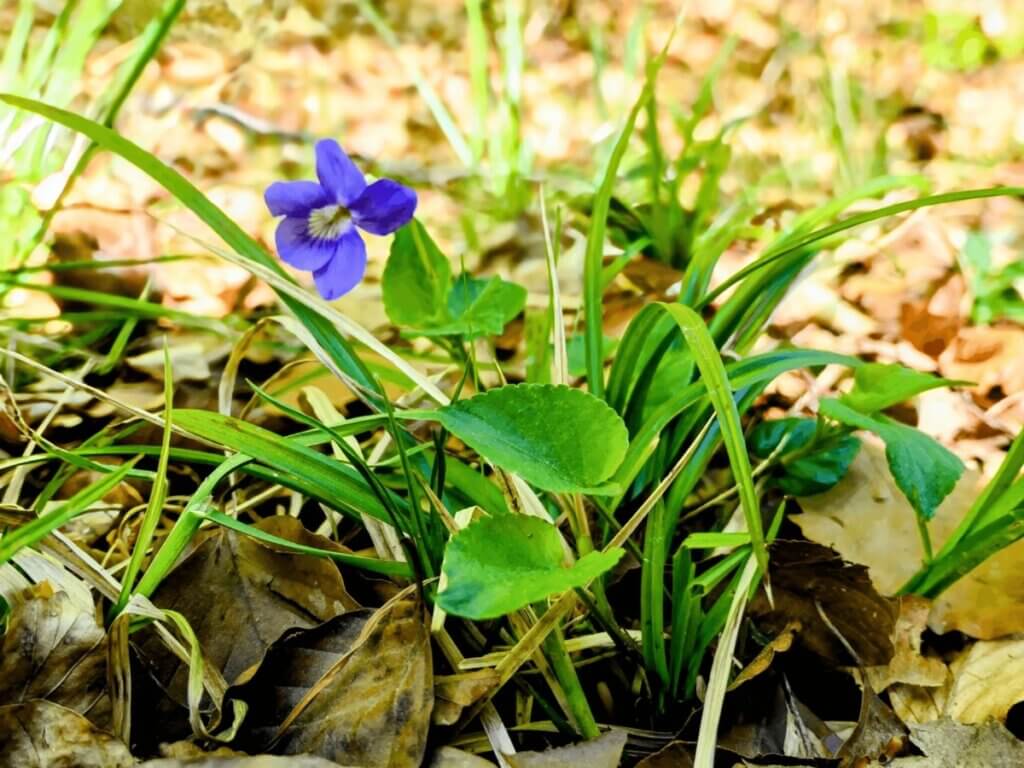 Veilchenblume am Waldboden zwischen Blättern
