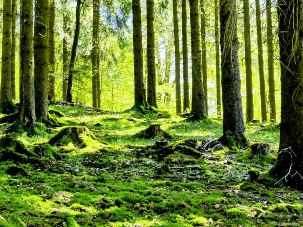 Waldboden mit Moos und Wurzeln im Buchenwald