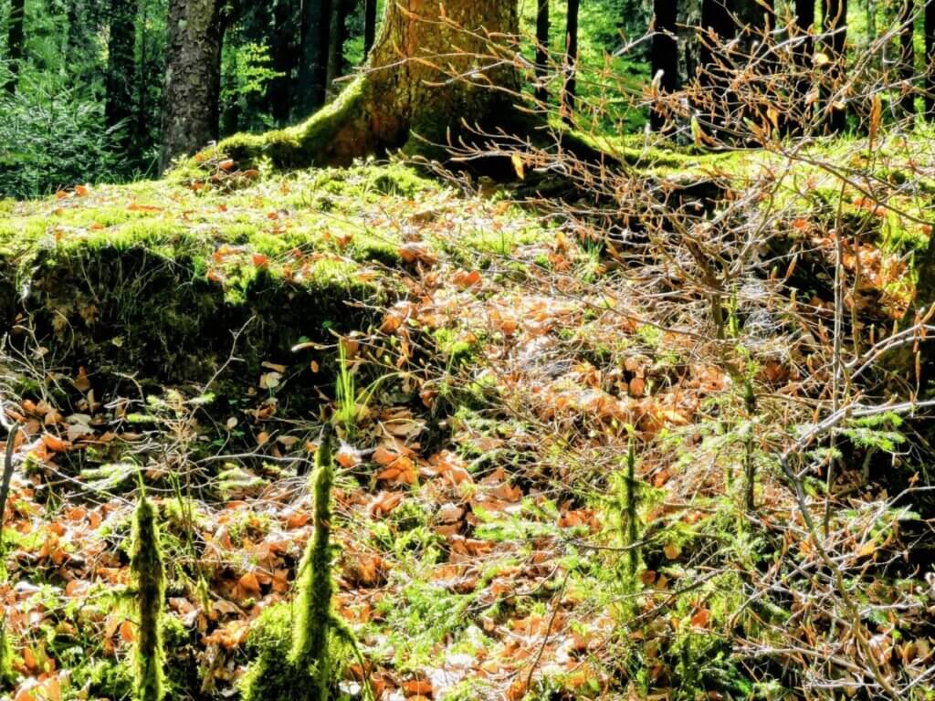 Waldboden mit Wurzeln und Blättern im Buchenwald