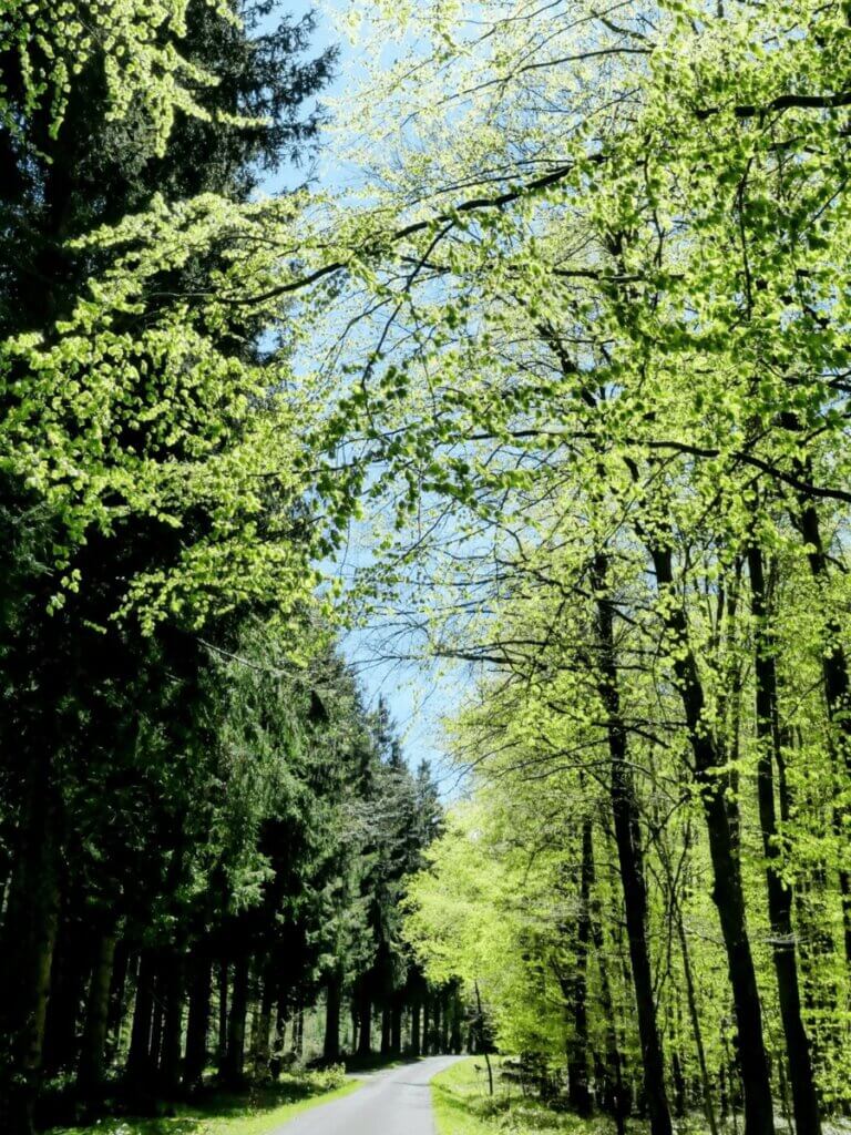 Waldweg mit hohen Bäumen und grünem Blätterdach