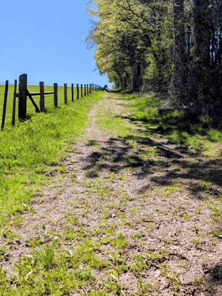 Schmaler Waldweg mit Unebenheiten und Gras