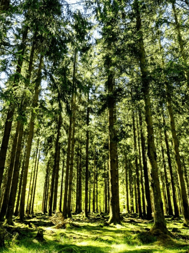 Hohe Buchen im Wald mit Sonnenlicht zwischen den Bäumen