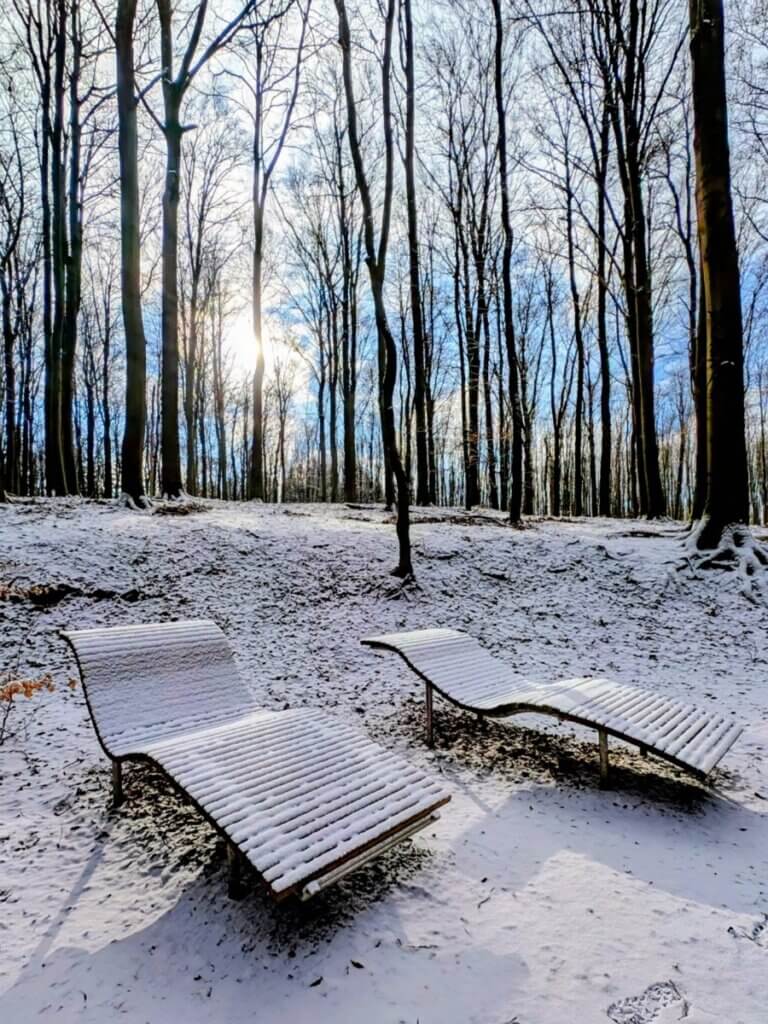 Winterlandschaft im Nationalpark Eifel mit Schnee und kahlen Bäumen