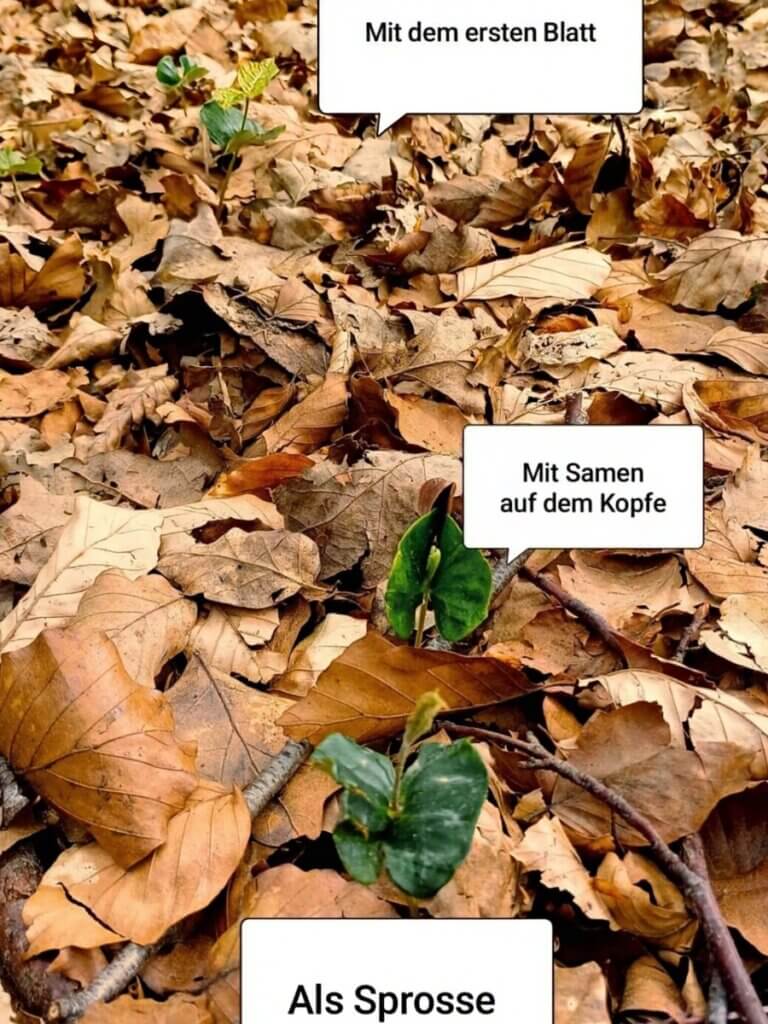 Kleine Buchenkeimlinge wachsen im Frühjahr aus geöffneten Bucheckern im Nationalpark Eifel