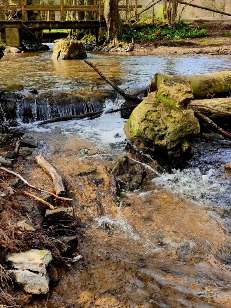 Kleiner Wasserlauf am Gillesbach entlang der EifelSchleife Küchenschellen