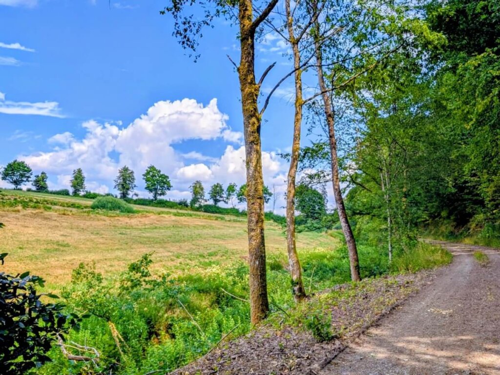Wanderweg durch grüne Wiesen und Bäume in der Landschaft bei Daleiden