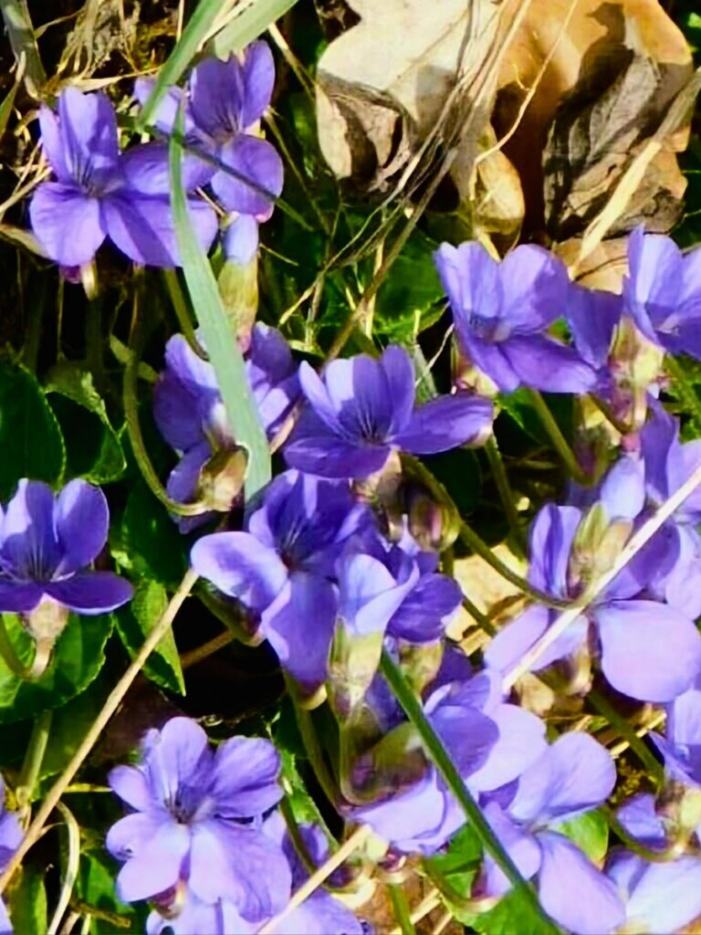 Lila Veilchenblüten am Wegesrand der EifelSchleife Küchenschellen
