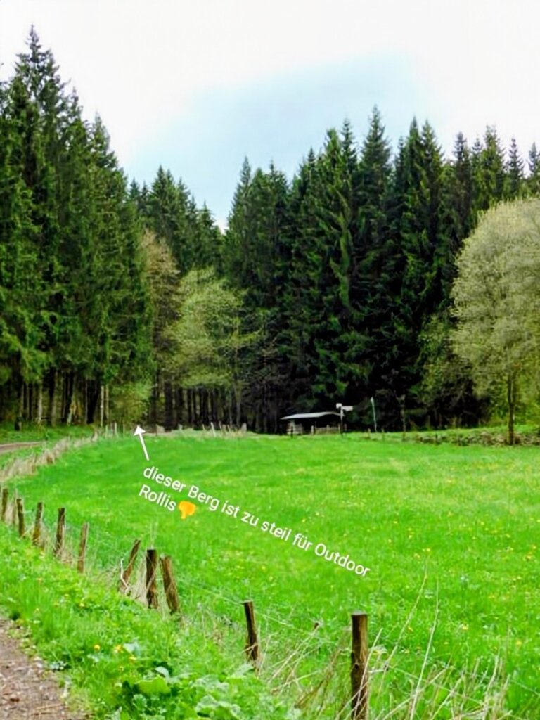 Tannenwald entlang der EifelSchleife Eisvogelwanderweg