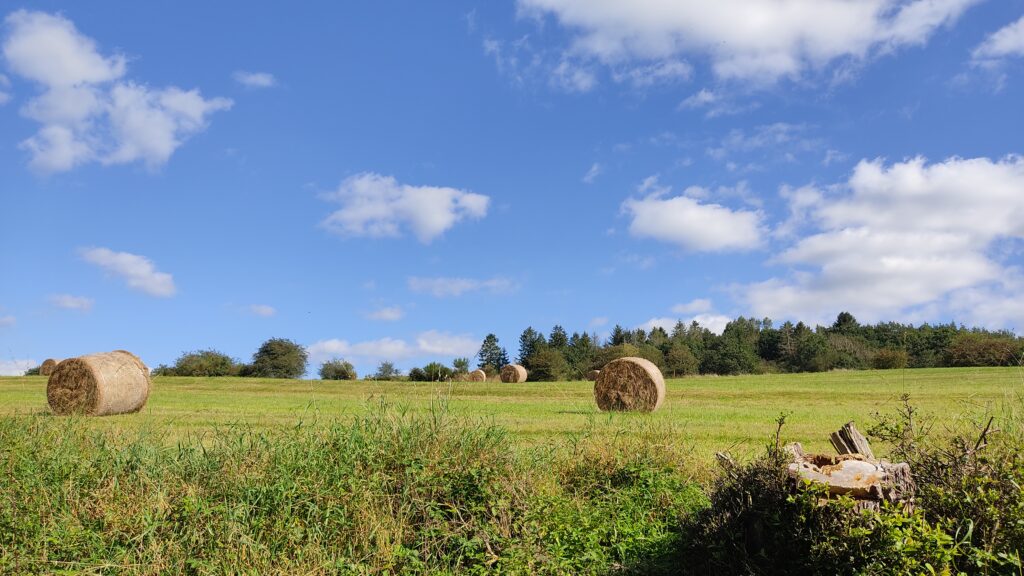 Sommer in der Eifel