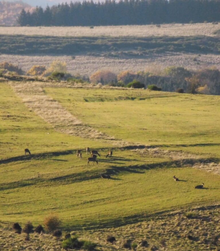 Rothirsche im Herbst auf der Dreiborner Hochfläche im Nationalpark Eifel.