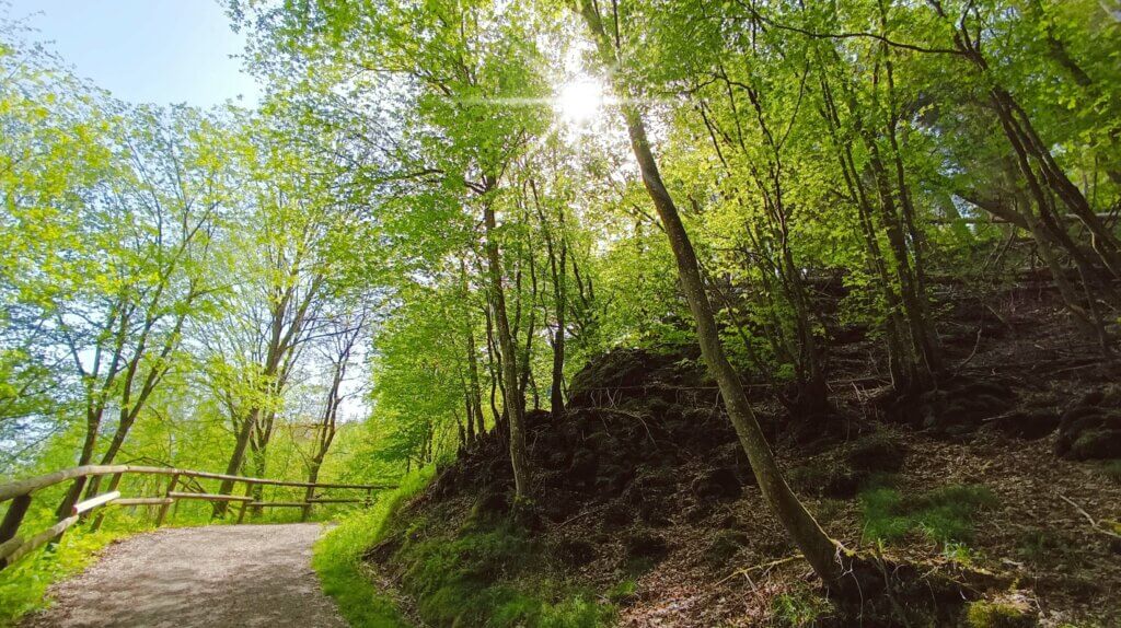 Steiler Hang im Nationalpark Eifel