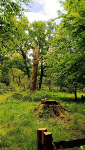 Hudewald, ein von Nutztieren beweidetes Waldstück, dargestellt 18.Jahrhundert.