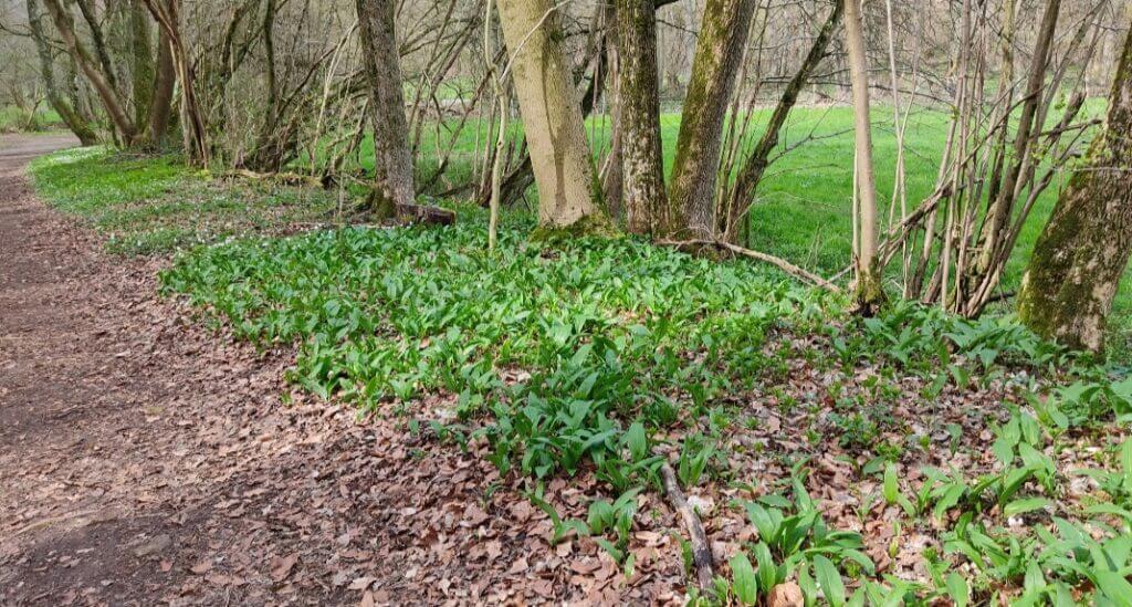 Bärlauch am Wegesrand bei der EifelSchleife Küchenschellen im Naturpark Eifel.