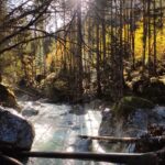 Der Zauberwald am Hintersee im Berchtesgadener Land.