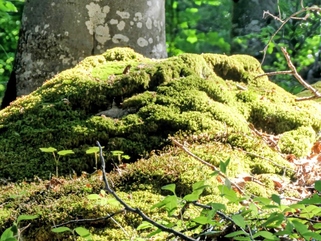 Baumstamm mit Moos im Naturpark Südeifel