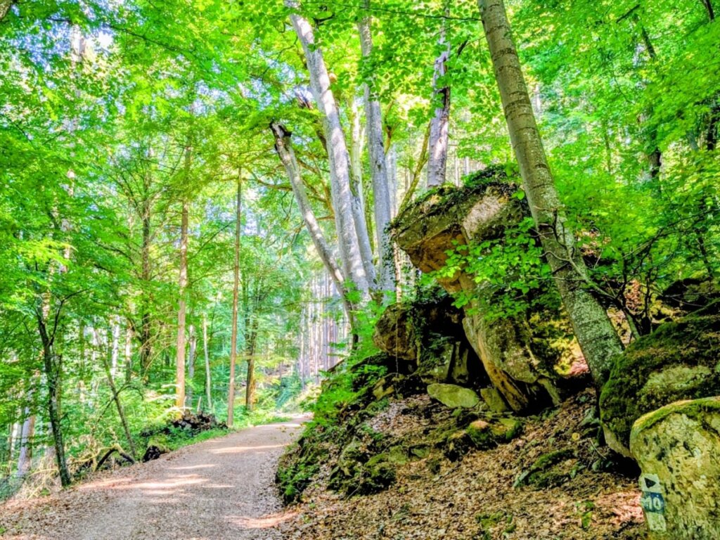 Gut befahrbarer Waldweg auf der Rundtour bei den Irreler Wasserfällen
