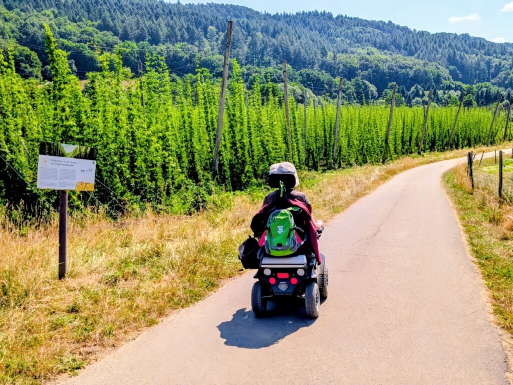 Hohe Hopfenpflanzen bei Prümzurlay entlang der Rollstuhlroute