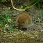 Eine kleine Maus sitzt in einem Garten.