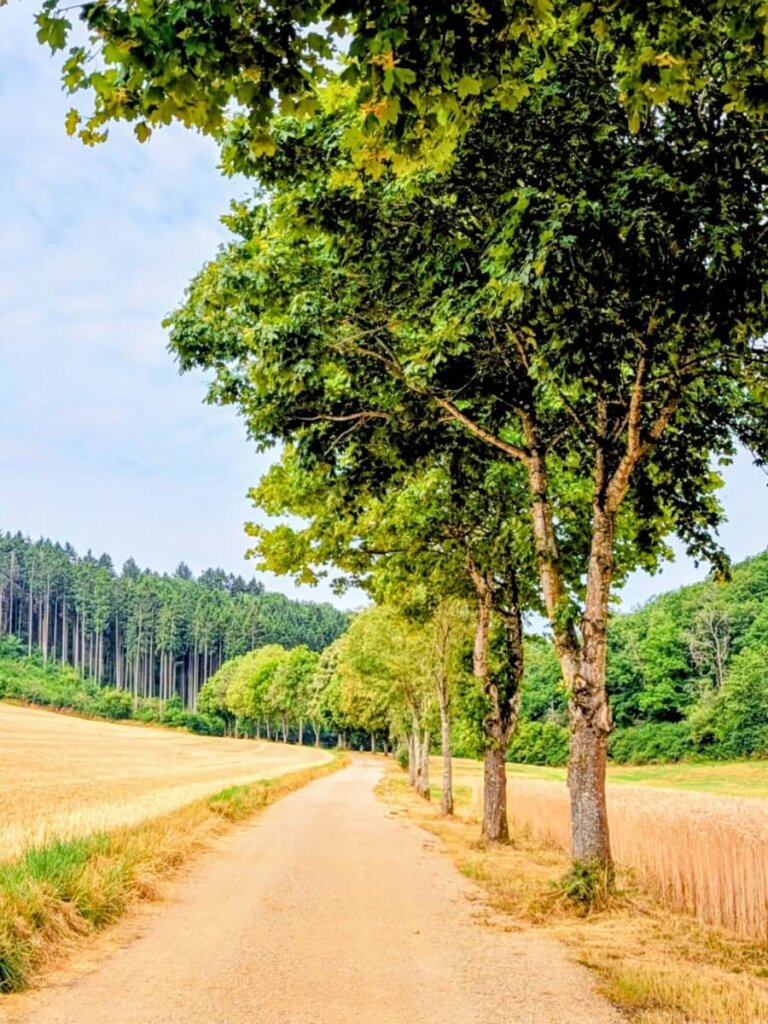 Von Bäumen gesäumter Weg entlang eines Feldes bei Daleiden in der Südeifel