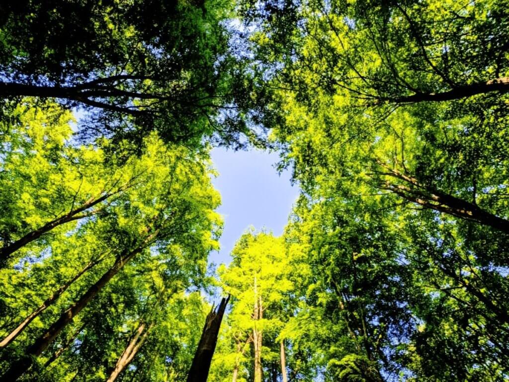 Hohe Bäume im Nationalpark Eifel mit Blick in die Baumkronen