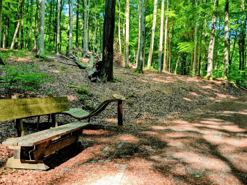 Waldweg mit Bank und Rastmöglichkeit im Nationalpark Eifel