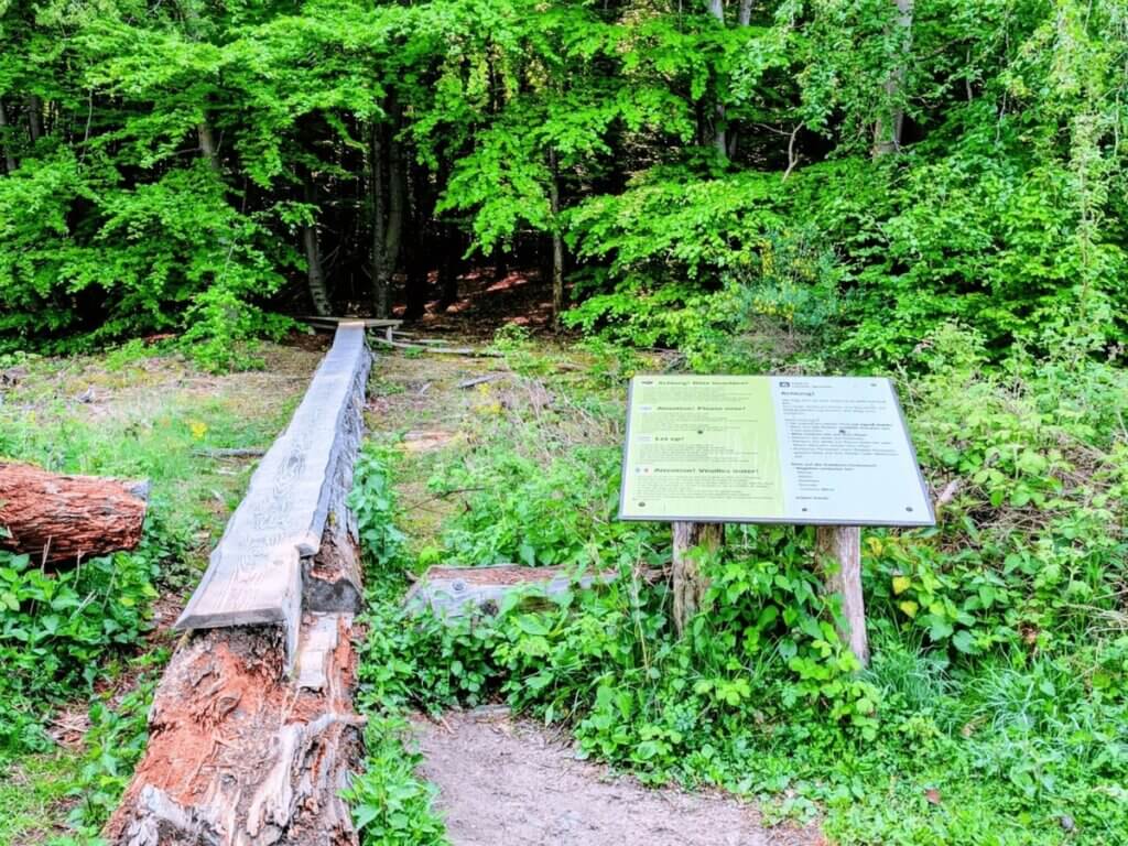 Balancier-Baumstamm im Naturerlebnisraum Wilder Kermeter im Nationalpark Eifel