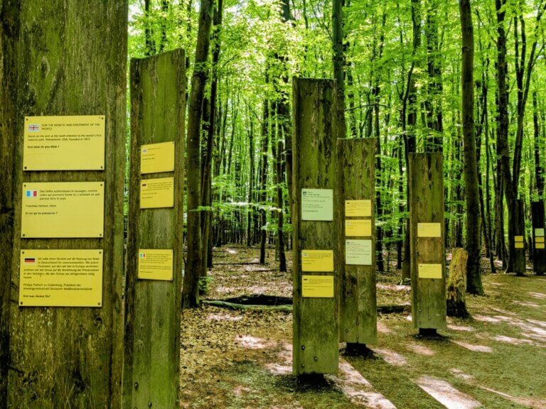 Informationsstation mit Holzelementen im Nationalpark Eifel