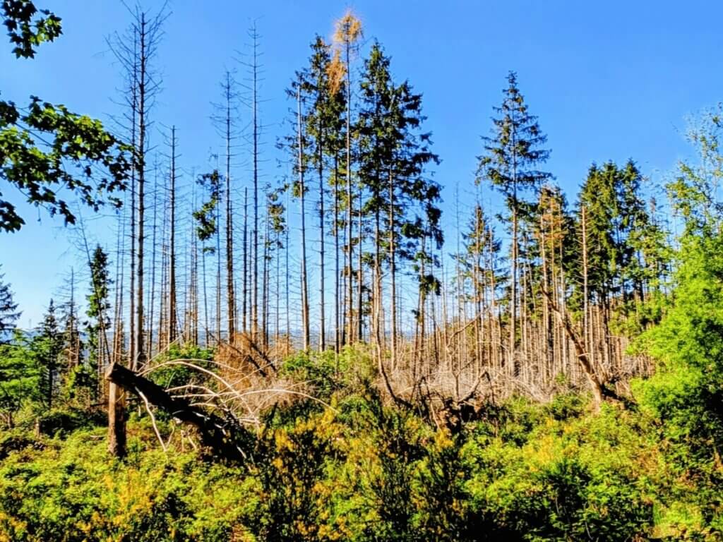 Freie Fläche mit jungen Pflanzen und abgestorbenen Bäumen im Nationalpark Eifel