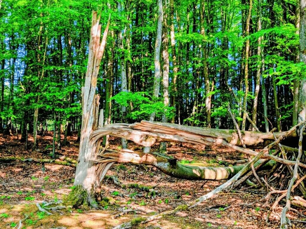 Umgestürzte und abgestorbene Bäume im Nationalpark Eifel