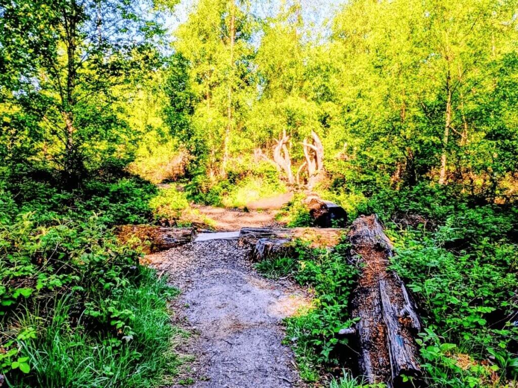 Schmaler Naturweg zwischen Bäumen und Totholz im Nationalpark Eifel