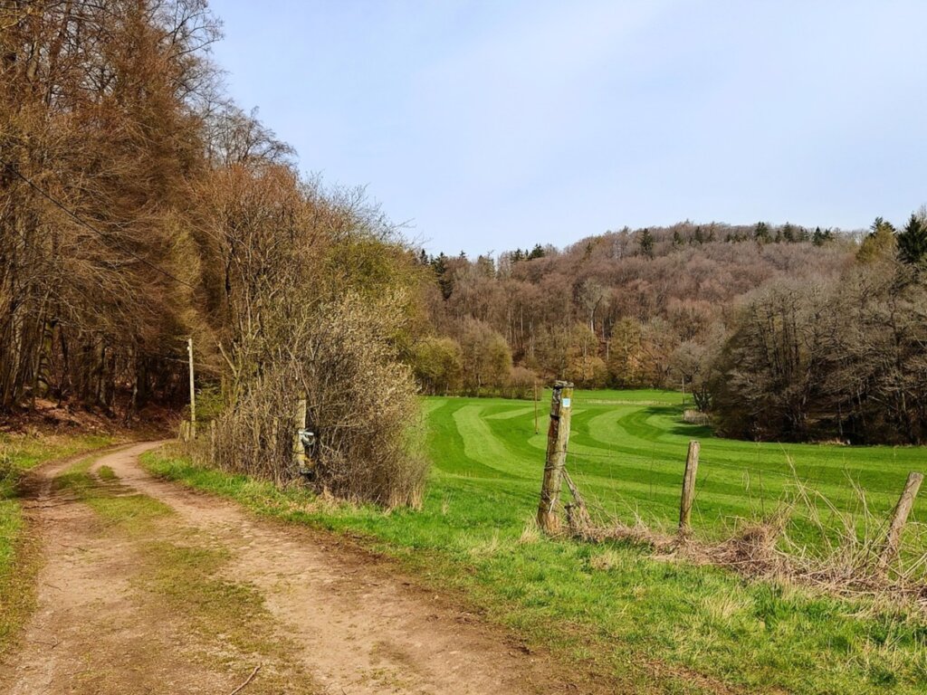 Wald- und Wiesenweg der EifelSchleife Küchenschellen im Frühling