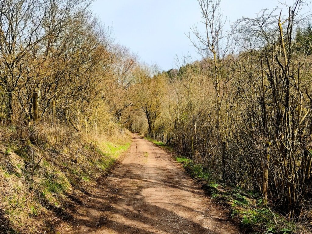 Naturweg entlang der EifelSchleife Küchenschellen