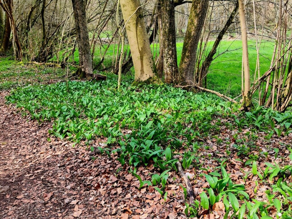 Frühlingspflanzen am Waldboden entlang der EifelSchleife Küchenschellen