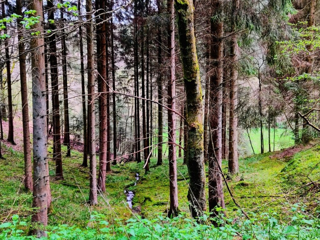 Waldabschnitt der EifelSchleife Eisvogelwanderweg