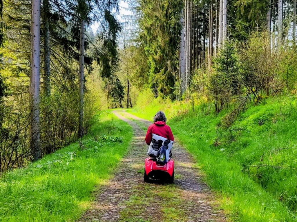 Ruhiger Waldweg entlang der EifelSchleife Eisvogelwanderweg