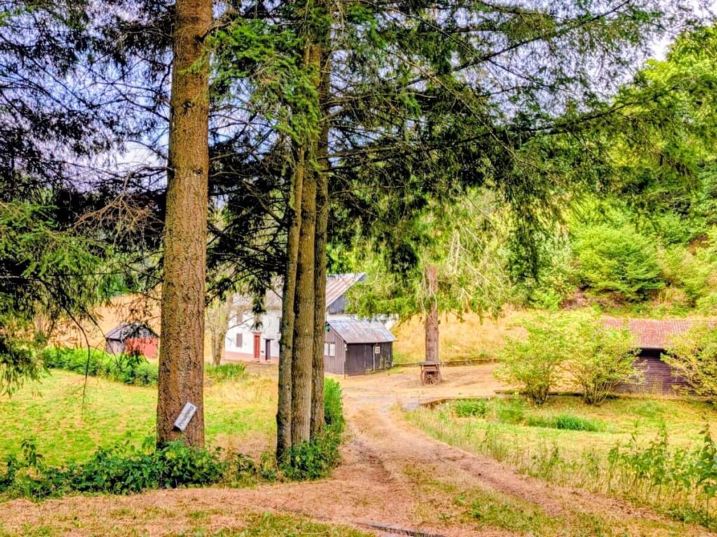 Waldweg durch das grüne Mühlenbachtal auf Wanderweg Nr. 03 bei Daleiden