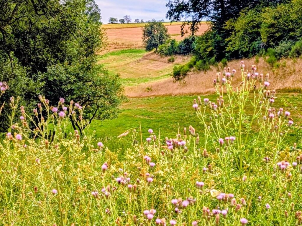 Blühende Wiesen am Wanderweg durch die Landschaft bei Daleiden