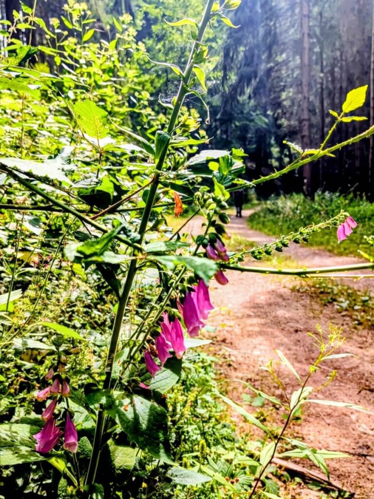 Blühender Fingerhut am grünen Wanderweg durch das Mühlenbachtal