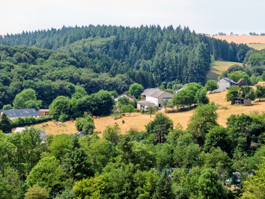 Waldlandschaft auf dem Naturpark-Wanderweg Ammeldingen-Plascheid