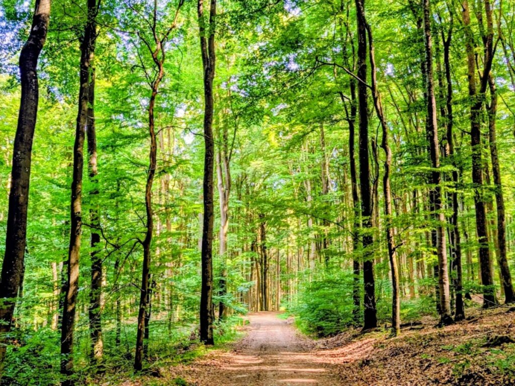 Waldweg am Grimbach auf der Tour Ammeldingen-Plascheid