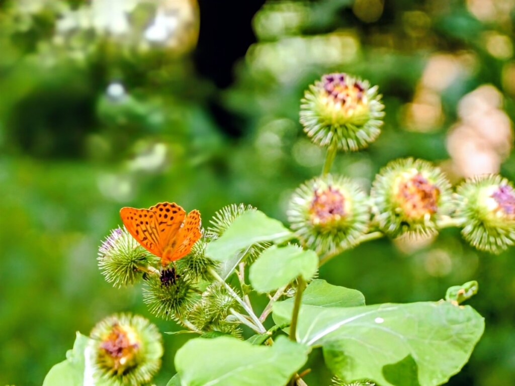 • Tal der Schmetterlinge Südeifel