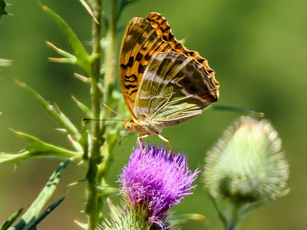Tal der Schmetterlinge Südeifel